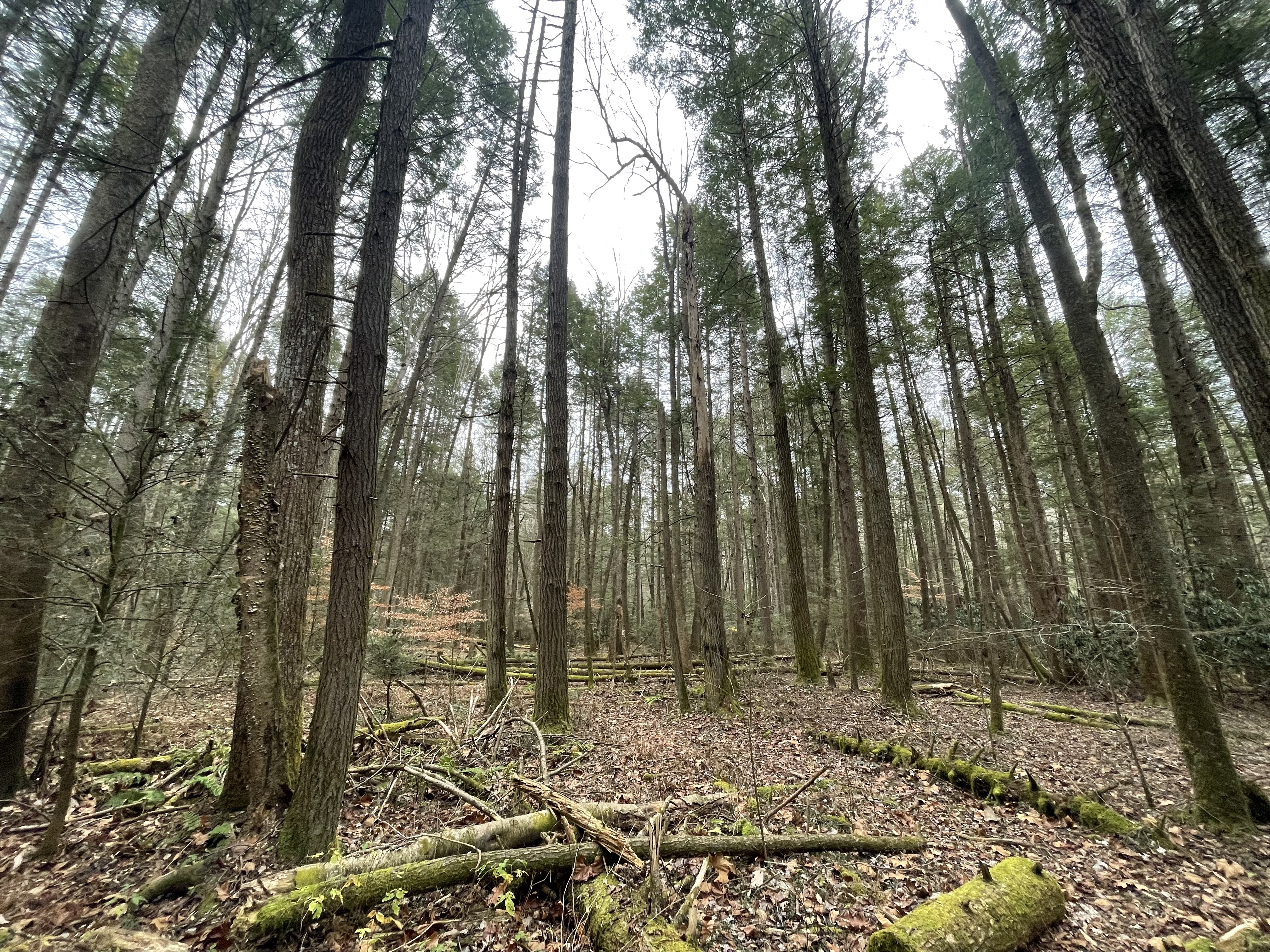 woods